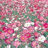 【メール便配送】国華園　花たね大量販売　コスモス畑　1袋(100g入)【※発送が国華園からの場合のみ正規品です】