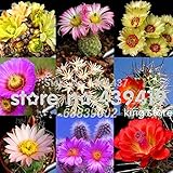11.11 Promotion!!! 20pcs Fairy Succulents Seeds,+ GIFTS.anti-Radiation,Imported cactus hybrid bonsai