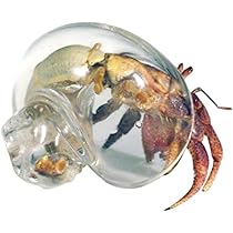 Amazon | 巻貝、ヤドカリ用の貝殻,ヤドカリ用透明ガラス巻貝 - 水槽の