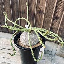 617K9ZAf2eL._AC_UL210_SR210,