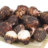 国華園　里いも種芋　赤芽芋　1kg【※発送が国華園からの場合のみ正規品です】