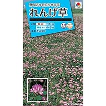 Amazon | タキイ種苗 れんげ草れんげ草 | 花