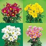 切花菊苗：二度咲き小菊2.5号ポット4色4株セット ノーブランド品