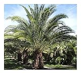 Phoenix reclinata - wild date palm - 5 seeds