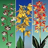 国華園　ラン 南九州産エビネミックス 10株【※発送が国華園からの場合のみ正規品です】