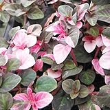 リシマキア：シューティングスター3号ポット 3株セット[シックな銅葉にピンクの斑入りのカラーリーフ] ノーブランド品