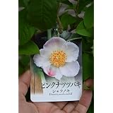 Amazon 姫シャラ苗 植木