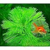 (水草) メダカ・金魚藻 エサ用カボンバ(バラ50本) 本州・四国限定[生体]