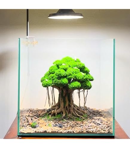 Amazon.co.jp: 【1～3日以内 発送】空洞型バニヤン盆栽流木ADA 流木