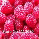 200pcs 10 kinds Bonsai raspberry Seeds 100% Genuine Organic Blooming Fruit Seeds Garden Plant 6