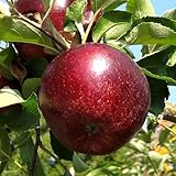 リンゴ 苗木 秋映（あきばえ） 13.5cmポット苗