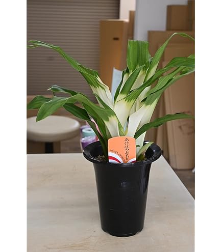 Amazon｜万年青（オモト）曙（あけぼの） 和風の和み アンティーク風