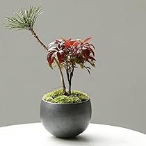 Amazon.co.jp: Leaf88 植木鉢 3号 直径10x高さ7cm 3号 グレー