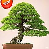 Best-SellingJapanese Ornamental Potted Pine Seeds Osaka Bonsai Pine Tree Seeds 100 particles / lot,#
