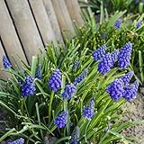 秋植え球根 ムスカリ アルメニアカム 20球パック