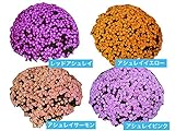 精興園 菊苗 アシュレイシリーズ レッドアシュレイ・サーモンアシュレイ・イエローアシュレイ・ピンクアシュレイ 4種各2本 計8本
