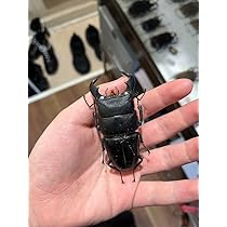 Amazon.co.jp: ダイオウヒラタクワガタ 野外品 78mm 標本