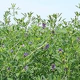 【種 3kg】 アルファルファ ケレス コート種子 畑地 酪農 牧草 緑肥 [播種期：4～10月] 雪印種苗 米S代不