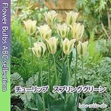 ★ 【さわやかな２色咲き】チューリップ　スプリング・グリーン【オランダからの花便り】【秋植え球根】