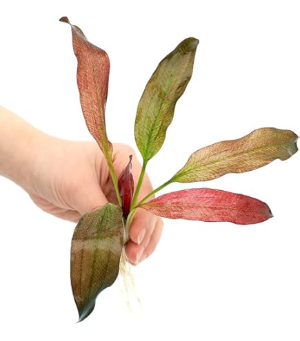 Amazon.co.jp: （水草）エキノドルス ホレマニーグリーン レッドエッジ