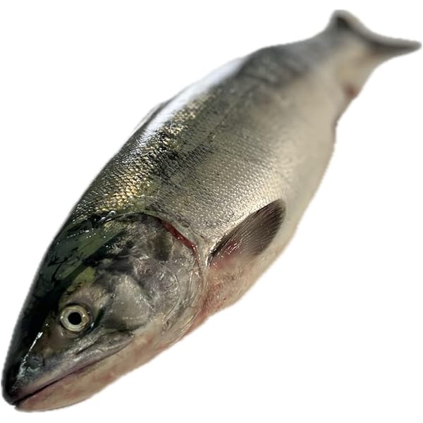 北海道産　サケメス1尾 51YGs-7GAfL._AC_SY200_QL15_.jpg