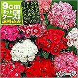 国華園　ケース花苗 美女ナデシコミックス(無選別) 24株【※発送が国華園からの場合のみ正規品です】