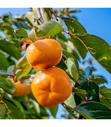 Amazon.co.jp: 甘柿 苗 麗玉（れいぎょく） 果樹 苗木 接木 苗 12cm