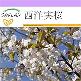 SAFLAX - 西洋実桜 - 10 個の種。 - Prunus avium