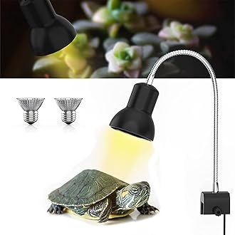 light reptile
