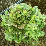 レタス・Joker ジョーカー3号（直径9cm）ポット 苗 (5)