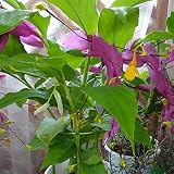 【わけあり特価】グロッパ5号ポット[珍しい南国の花] ノーブランド品