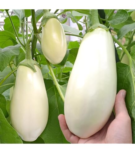 Amazon.co.jp: 小林種苗 ナス 究極の茄子のタネ : DIY・工具・ガーデン