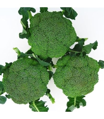 Amazon | ブロリード ブロッコリー クリア | 野菜