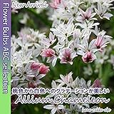 【色鮮やか】アリウム　カメレオン5球【オランダからの花便り】【秋植え球根】