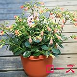 観葉植物：カランコエ ハッピーベル*花色選べます。 (ローズ)