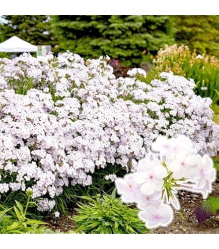 白い宿根草　フロックス　イベリス　エリゲロン（ゲンペイコギク）＋オマケ苗 白い宿根草 フロックス イベリス エリゲロン（ゲンペイコギク