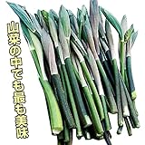 国華園　有用植物苗　オオナルコユリ　4株【※発送が国華園からの場合のみ正規品です】