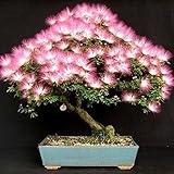 25Albizia Julibrissinツリーの種子（MIMOSA /ペルシャシルク・トゥリー） - ミニ鉢植えの盆栽、DIY家庭菜園、大きなプロモーション