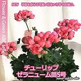 【限定・超レア】チューリップ咲きゼラニューム（ゼラニウム）5号鉢【花苗・宿根草】