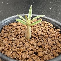 Amazon｜コーデックス：パキポディウム グラキリス 実生 S*｜観葉植物