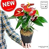 LAND PLANTS アンスリューム 黒色セラアート鉢 受皿付き 5号サイズ