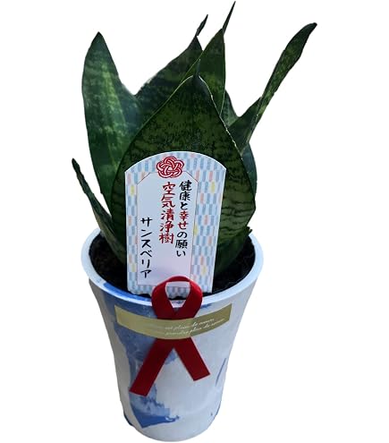 Amazon | 観葉植物 観音竹 カンノンチク 達磨 だるま 尺鉢 10号鉢 開運