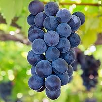 617lDTVM5-L._AC_UL210_SR210,