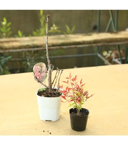 Amazon.co.jp: 旭山桜 苗 サクラ苗 八重咲きの お花で 春には お花見