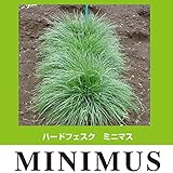 芝の種：西洋芝ハードフェスク・ミニマス1kg[不良条件に強い高品質ターフ/ゴルフ場/法面緑化に] ノーブランド品