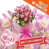 遅れてごめんね母の日 鉢植え花ギフト 洋ラン デンドロビューム 母の日「母想い」ギフト　花言葉：『思いやり』(人気のピンク)