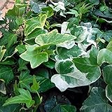 ヘデラ　ヘリックス（アイビー）3号ポット4株アソート[寄せ植えなどに] ノーブランド品