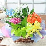 花由 夏季限定 季節のおまかせ花鉢とグリーンの寄せ入れ Sサイズ サマーver【日時指定便】