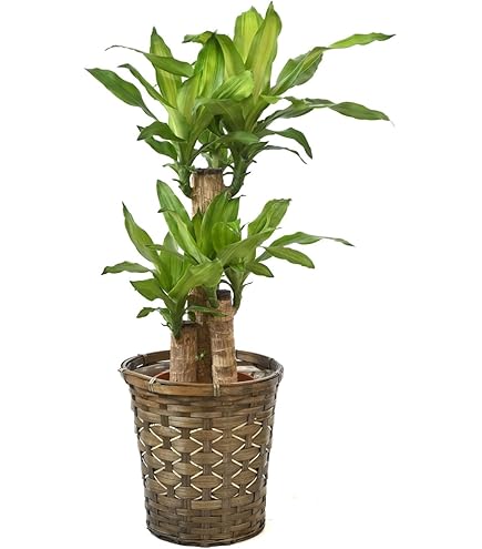 Amazon｜ドラセナ 幸福の木（マッサンゲアナ） マッサン 7号鉢