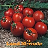 20種子/パック、1プロフェッショナルパック、家宝のトマトの種子、アリカンテオーガニック野菜トマト、フルーツトマトの土地ミラクル＃M529